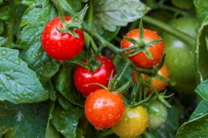 Cheery tomatoes