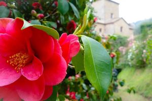 Antiche-camelie-della-lucchesia-toscana-ambiente