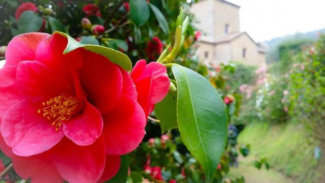 Antiche-camelie-della-lucchesia-toscana-ambiente