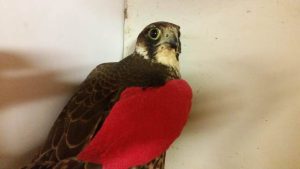 Un falco pellegrino ferito da un cacciatore ricoverato al Centro