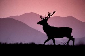 Foto di Graziano Capaccioli