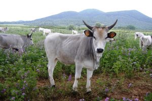 Vitello maremmano