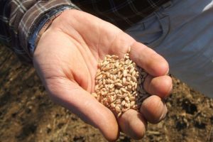 fierucola-pane-grano-ambiente-toscana