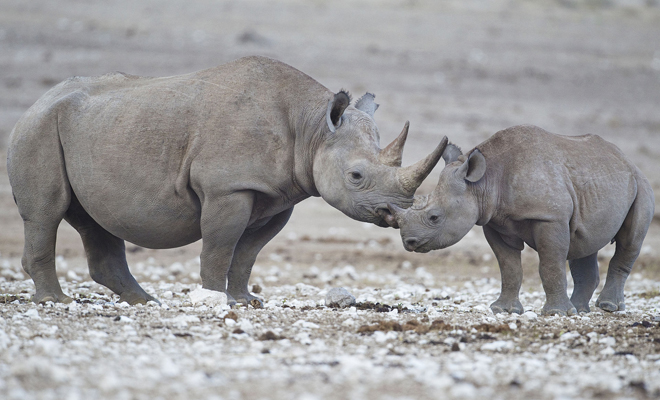 Femmina di rinoceronte nero con il piccolo al Parco nazionale Etosha, Namibia. (Foto da it.wikipedia.org).