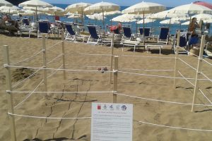 Il tratto di spiaggia dove è stato trasferito il nido (foto Arpat)