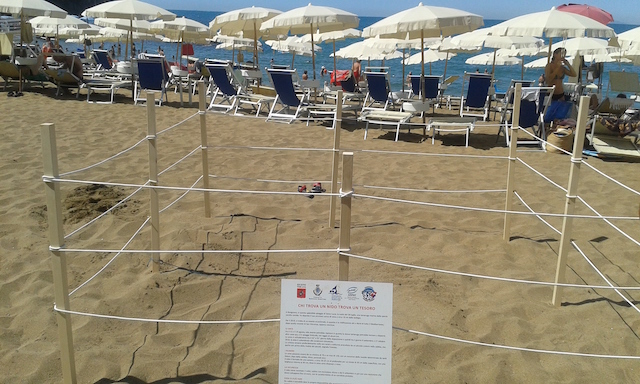 Il tratto di spiaggia dove è stato trasferito il nido (foto Arpat)