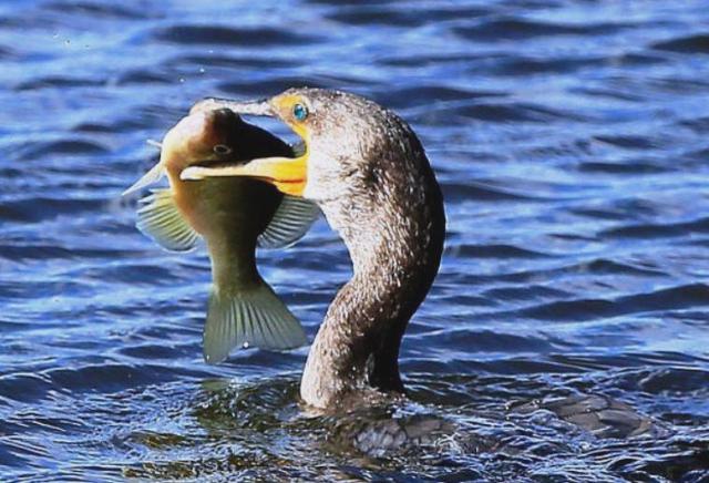 Cormorani Nella Laguna Di Orbetello Via Libera All Abbattimento Selettivo