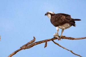 Falco pescatore (foto di Andrea Daina Palermo)