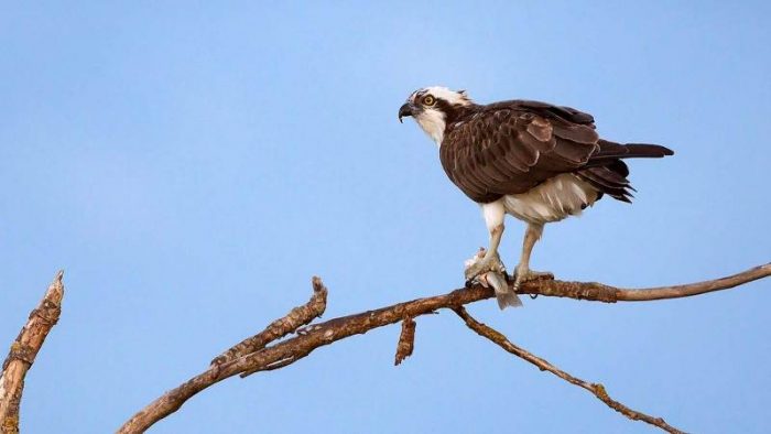 Falco pescatore (foto di Andrea Daina Palermo)