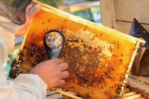 apicoltura-api-mile-ambiente-toscana