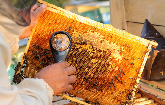 apicoltura-api-mile-ambiente-toscana