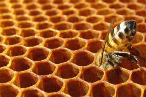 apicoltura-api-toscana-ambiente