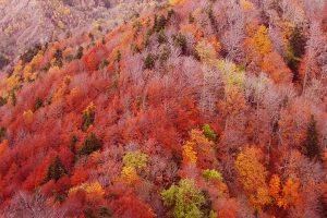 Foresta casentinese.