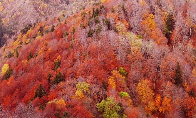 Foresta casentinese.