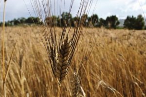 Grano Senatore Cappelli (foto Coldiretti)