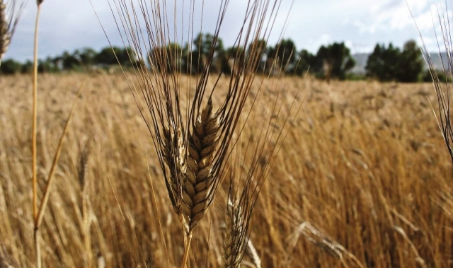 Grano Senatore Cappelli (foto Coldiretti)