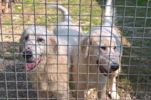 Lillo e Lollo nel canile Una di Poggibonsi (foto Comune di Greve in Chianti)