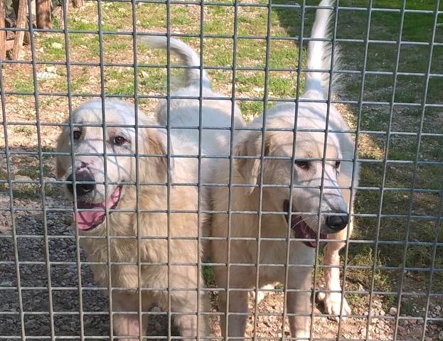 Lillo e Lollo nel canile Una di Poggibonsi (foto Comune di Greve in Chianti)