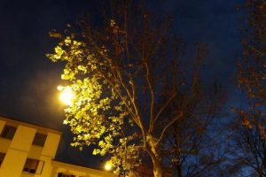 alberi-luce-artificiale