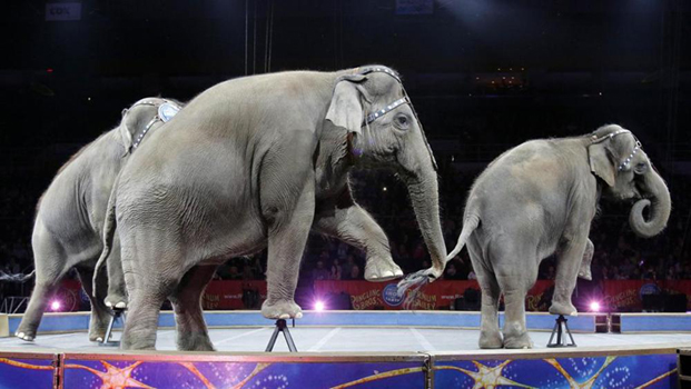 animali-circo-ambiente-toscana