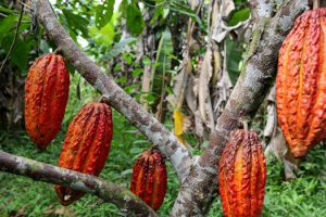 cacao_piantagione-toscana-ambiente