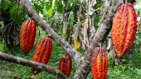 cacao_piantagione-toscana-ambiente