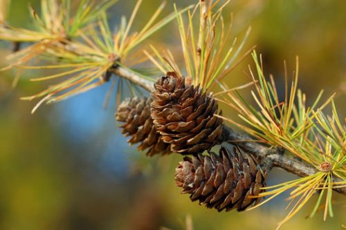 conifere-pino-nero-toscana-ambiente