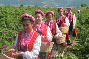 Raccolta delle rose in Bulgaria. (Foto da bulgaria.it).