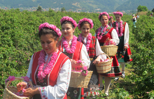 Raccolta delle rose in Bulgaria. (Foto da bulgaria.it).