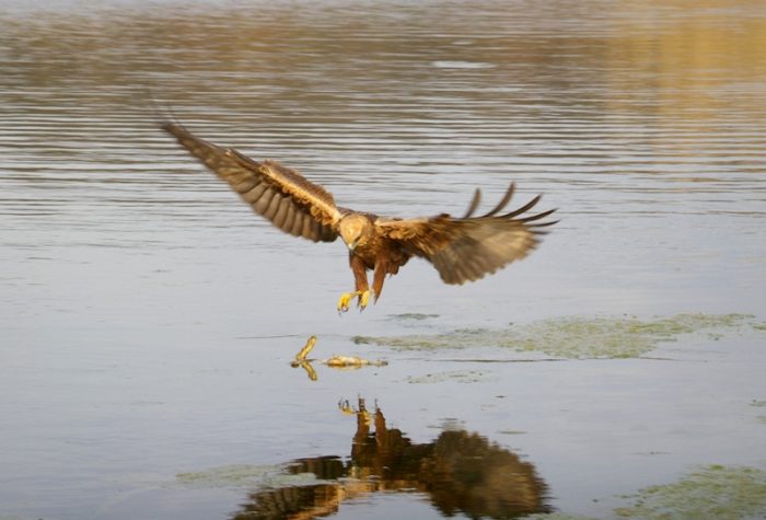 Foto di Pietro Fadda per Lipu