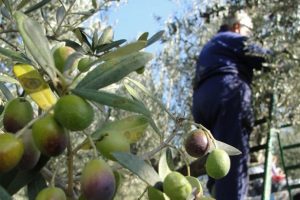 olivicoltura-goergofili-toscana-ambiente