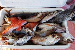 pescato-grosseto-ambiente-pesce-toscana