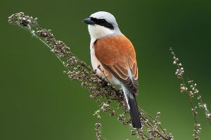 Avèrla piccola (Lanius collurio). Foto da it.wikipedia.org