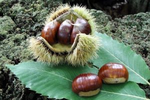 Castagne_Amiata