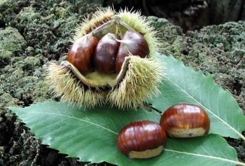 Castagne_Amiata