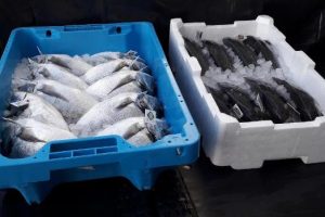 Unicoop Tirreno_nuovi imballaggi per il pesce