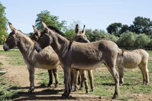 Asine di razza Amiatina allevate nell'azienda agricolo-forestale regionale "Bandite di Scarlino"