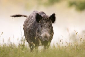 Wild boar in fog