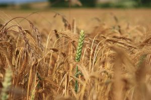 grano-agricoltura-toscana-ambiente