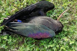 L'ibis eremita trovato morto nelle campagne toscane (foto Valdtrappenteam)