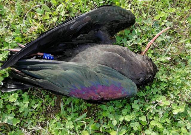 L'ibis eremita trovato morto nelle campagne toscane (foto Valdtrappenteam)
