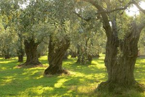 olivi-pistoia-ambiente-toscana