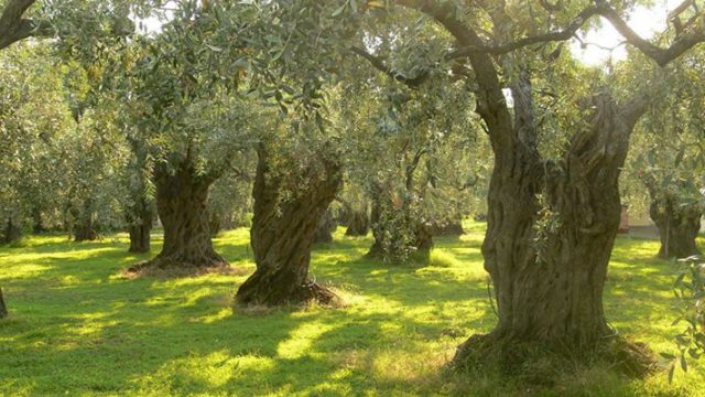 olivi-pistoia-ambiente-toscana