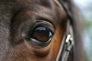 horse eye