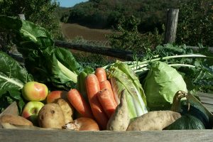 agricoltura-bio-sostenibile-toscana-ambiente