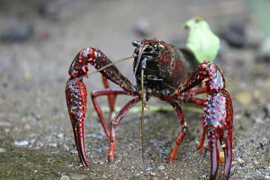 Gambero rosso della Louisiana. (Foto da it.wikipedia.org)