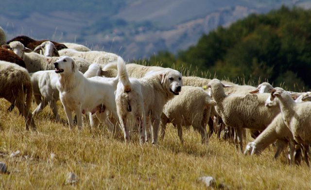 pecore-maremma-toscana-ambiente