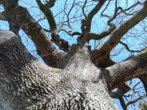 Alberi_3
