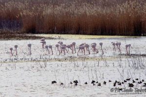 Fenicotteri alle Morette (foto di Claudio Tamburini)