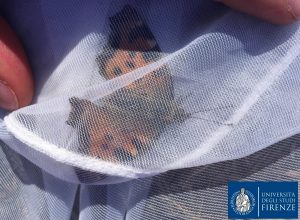 Un esemplare catturato dai ricercatori dell'Università di Firenze